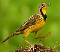 Yellow-throated Longclaw