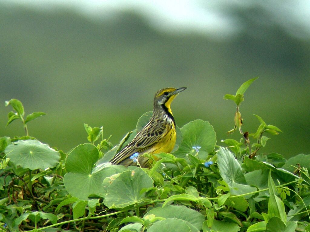 Yellow-throated Longclawadult