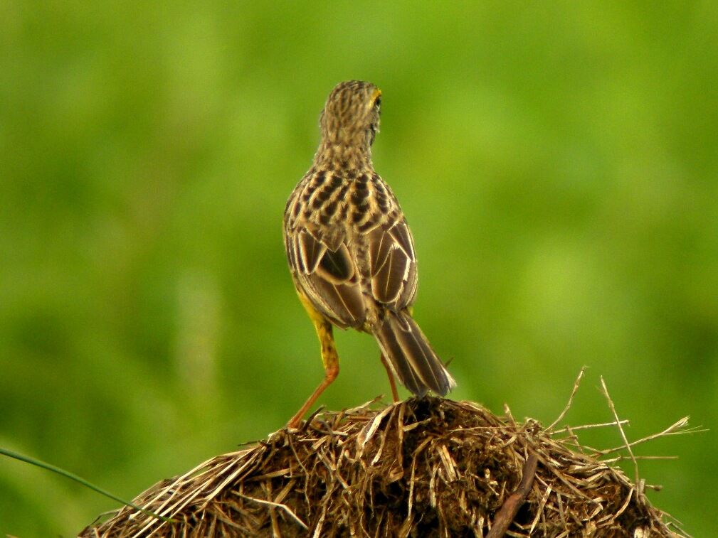 Yellow-throated Longclawadult