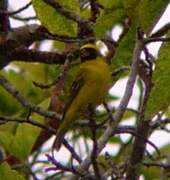 Black-faced Canary