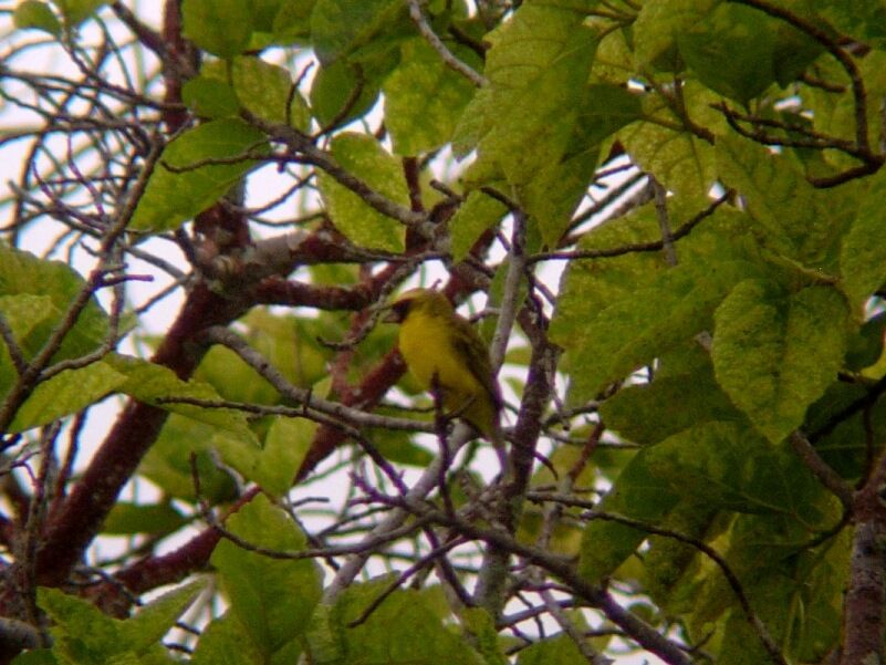 Black-faced Canaryadult