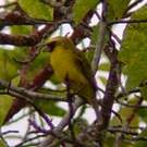 Serin à masque noir