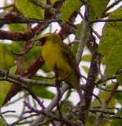 Black-faced Canary