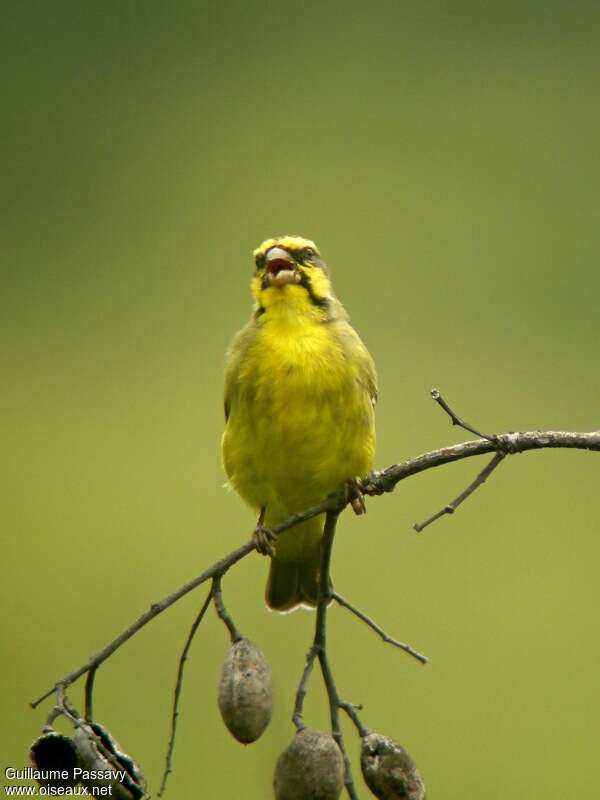 Serin du Mozambique mâle adulte nuptial, chant