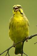 Yellow-fronted Canary