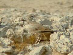 Greater Hoopoe-Lark