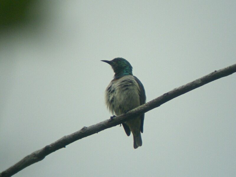 Grey-chinned Sunbird male adult breeding