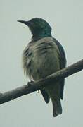 Grey-chinned Sunbird