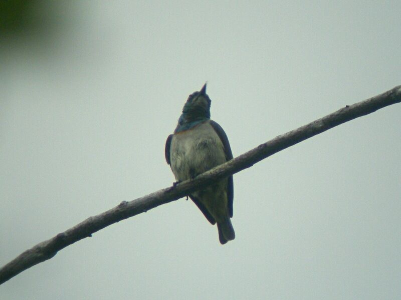 Grey-chinned Sunbird male adult breeding