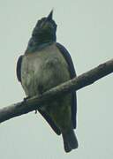 Grey-chinned Sunbird
