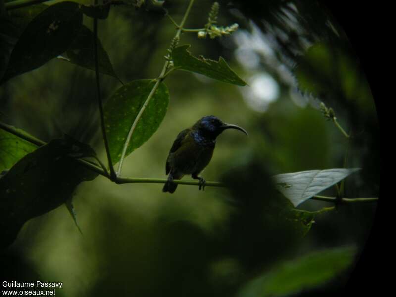 Cameroon Sunbird male adult breeding, identification