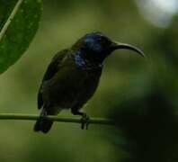 Cameroon Sunbird