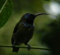 Souimanga à tête bleue