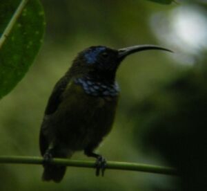 Souimanga à tête bleue