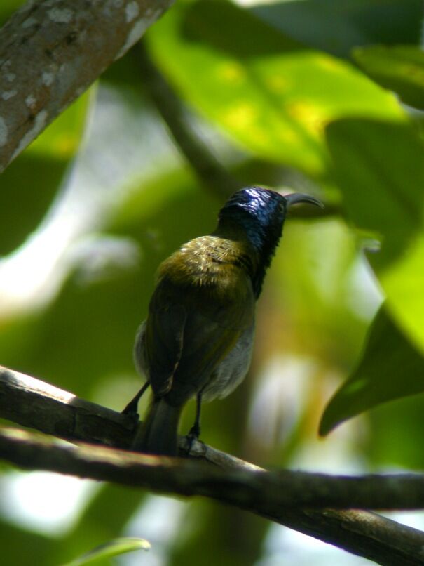 Green-headed Sunbird male adult breeding