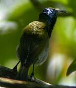 Green-headed Sunbird