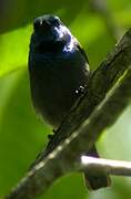 Green-headed Sunbird