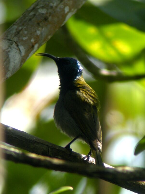 Green-headed Sunbird