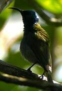 Green-headed Sunbird