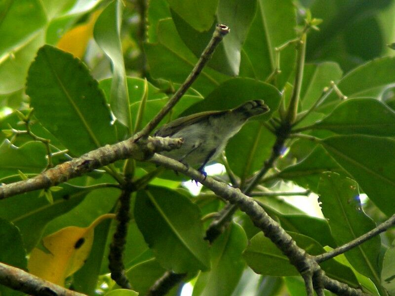 Mangrove Sunbirdadult