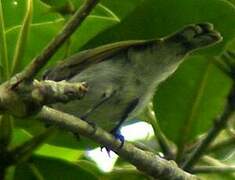 Mangrove Sunbird