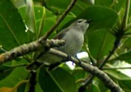 Mangrove Sunbird