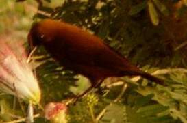 Carmelite Sunbird