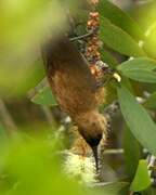 Carmelite Sunbird