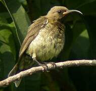 Carmelite Sunbird