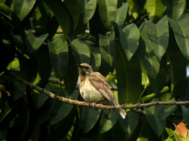 Carmelite Sunbirdjuvenile