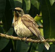 Carmelite Sunbird