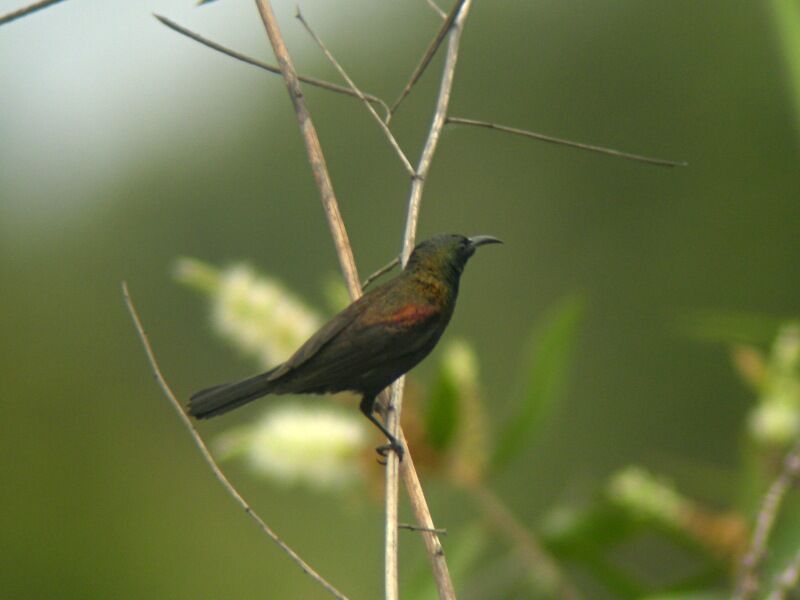 Copper Sunbird male adult breeding