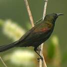 Souimanga cuivré