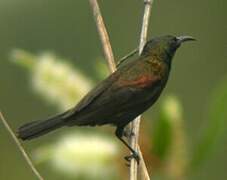 Copper Sunbird