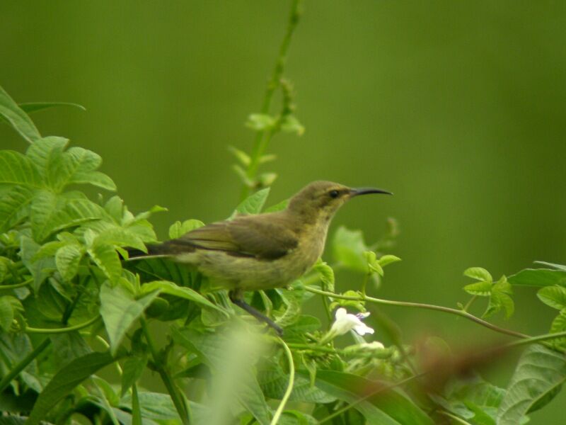 Copper Sunbirdjuvenile