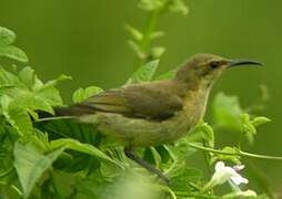 Copper Sunbird