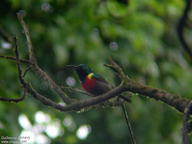 Northern Double-collared Sunbird male adult breeding, courting display