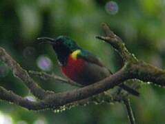 Northern Double-collared Sunbird