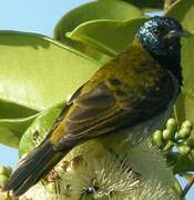 Reichenbach's Sunbird