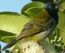 Reichenbach's Sunbird