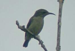 Little Green Sunbird