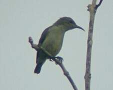 Little Green Sunbird