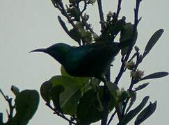 Tiny Sunbird