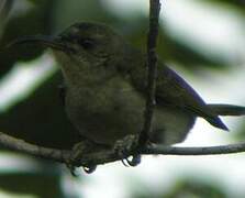 Olive Sunbird