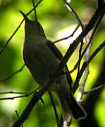 Olive Sunbird