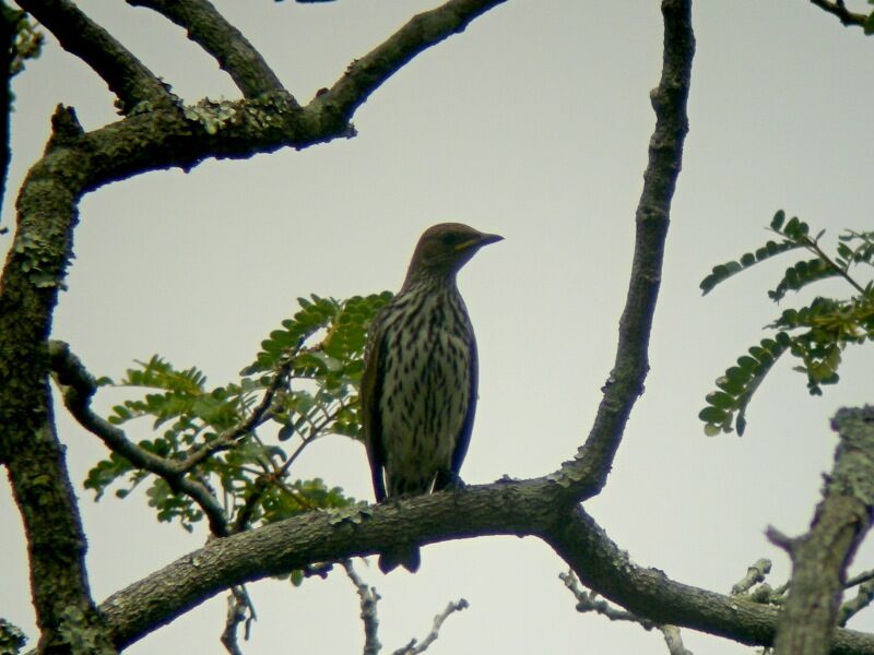 Violet-backed Starlingjuvenile