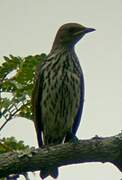 Violet-backed Starling