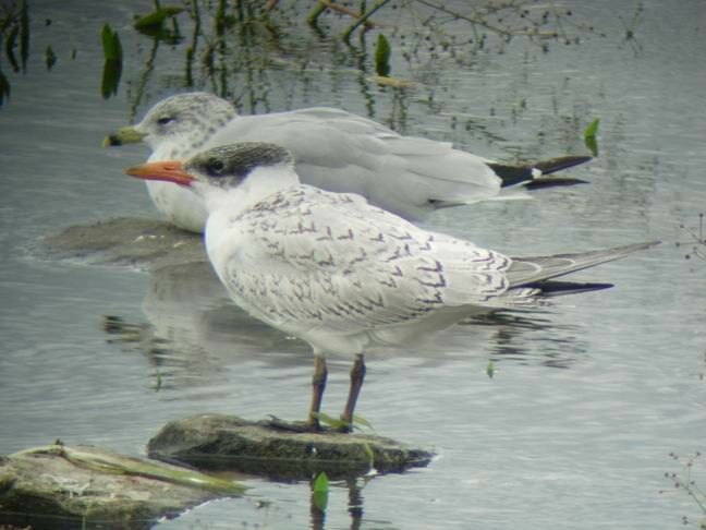 Caspian Tern