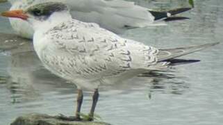 Caspian Tern