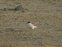 Saunders's Tern